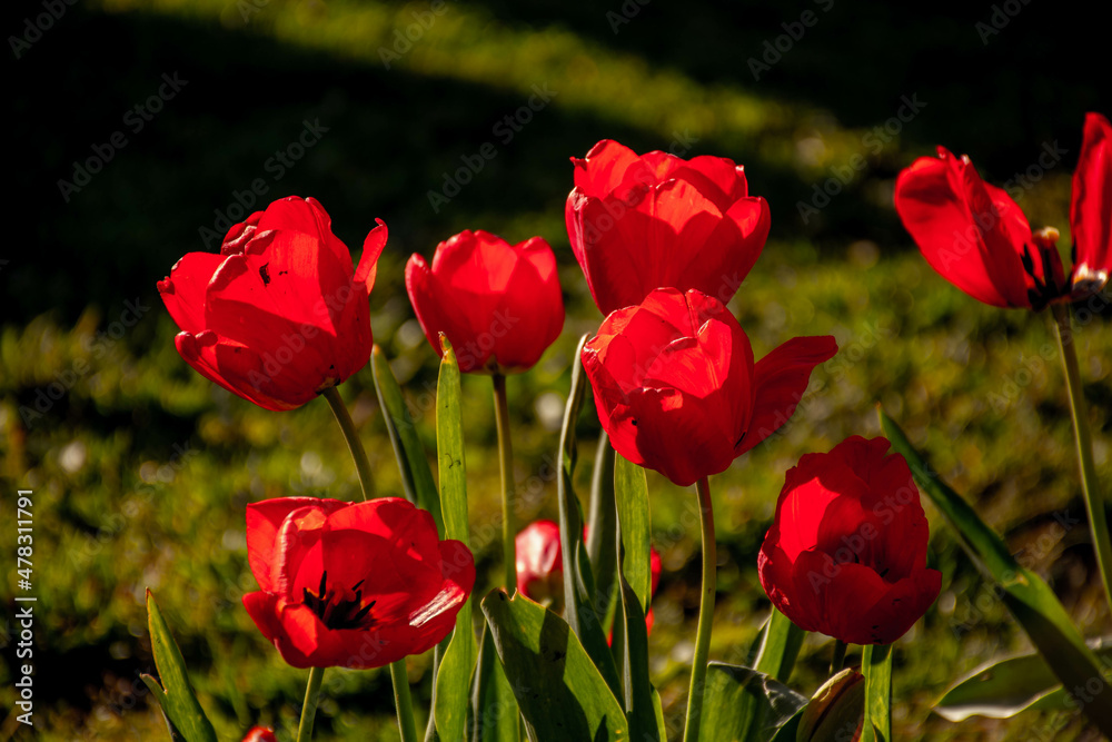 Fototapeta premium field of tulips