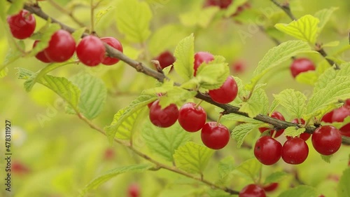 Red nanking cherries on a branch. Prunus tomentosa, Cerasus tomentosa.