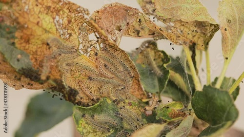 Plenty of Caterpillars of the Aporia crataegi  on the apple tree.