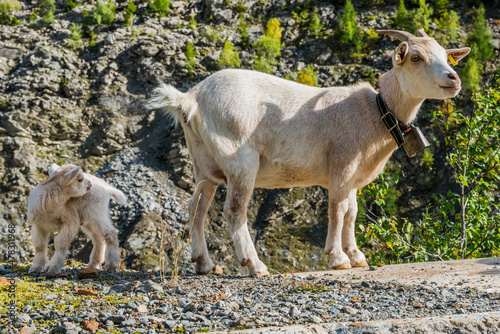 Ziege mit Baby in den Schweizer Alpen  Schweiz