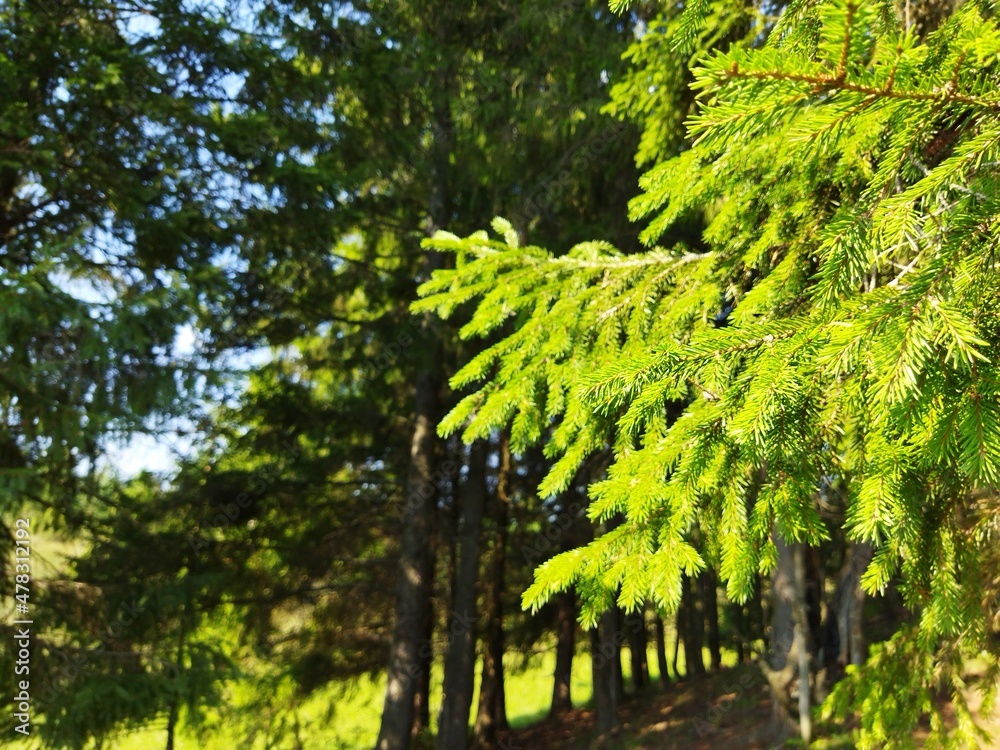 Fototapeta premium trees in the forest