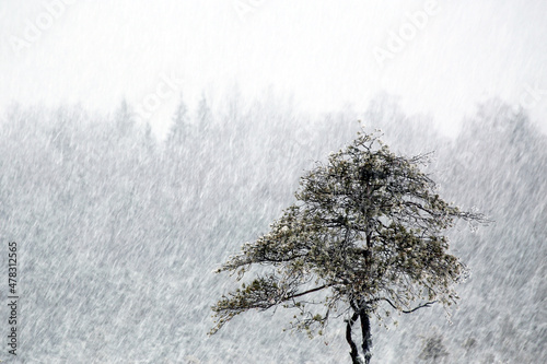 Pine tree in snowfall at Torronsuo national park, Tammela, Finland. photo