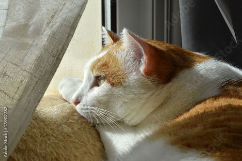 Cat looking out the window at home. Happy ginger and white cat relaxing in a house. Copy space is on the right side. © Maliflower73