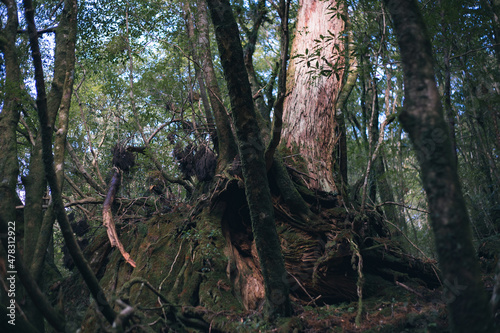 Winter Yaskuhima forest in Kyusyu Japan