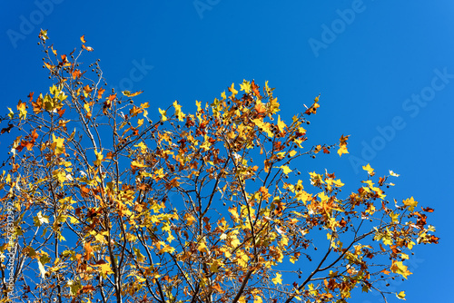 Dry tree in autumn with yellow colors and blue sky. Tenerife. Canary Islands.