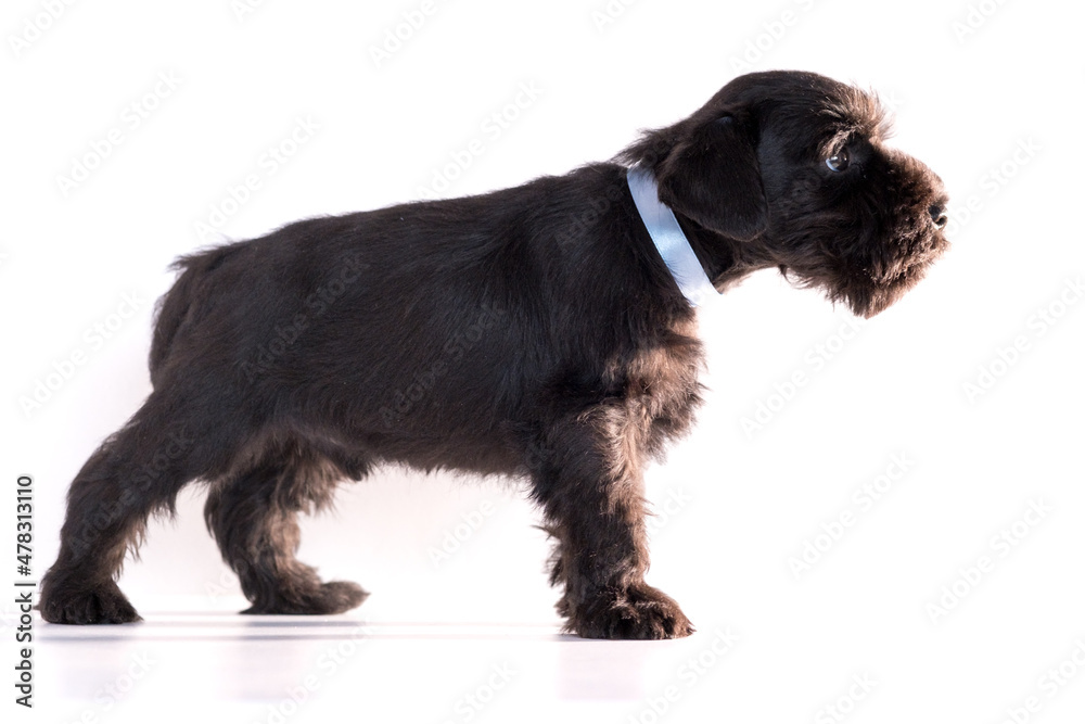Snauzer dog isolated on white background. Miniature schnauzer puppy.