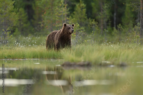 Brown bear in the summer forest scenery after sunset
