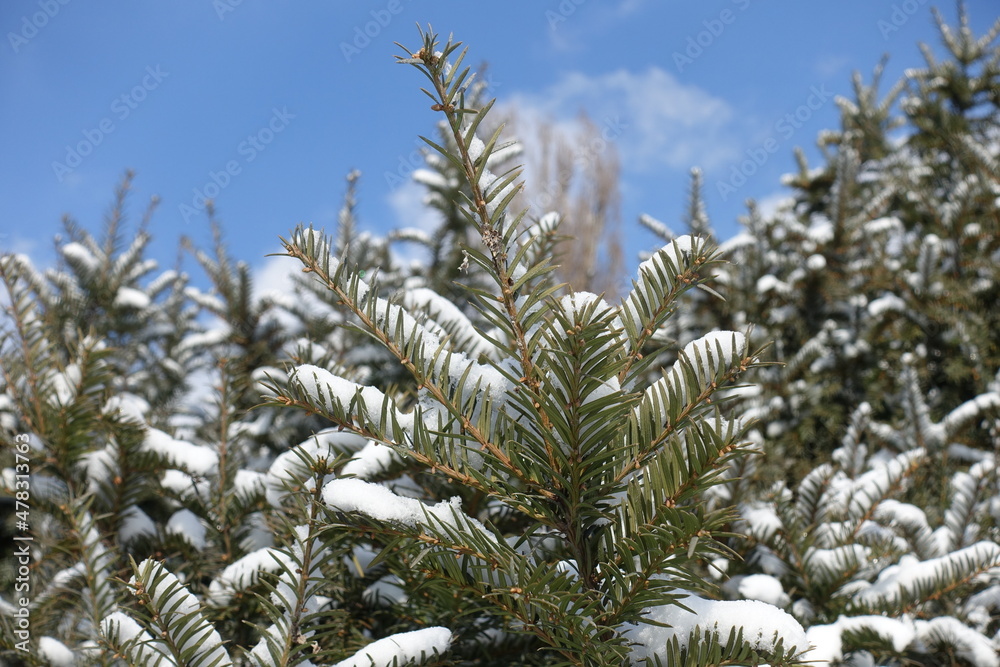 Close shot of branches of European yew covered with snow against blue sky in mid february Close shot of branches of European yew covered with snow against blue sky in mid february