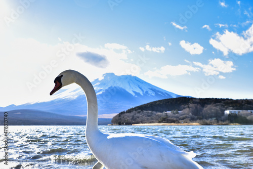 Fototapeta Naklejka Na Ścianę i Meble -  Swans of Mt. Fuji and Lake Yamanaka