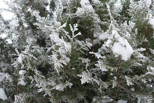 Thuja occidentalis covered with hoarfrost and snow in mid January © Anna