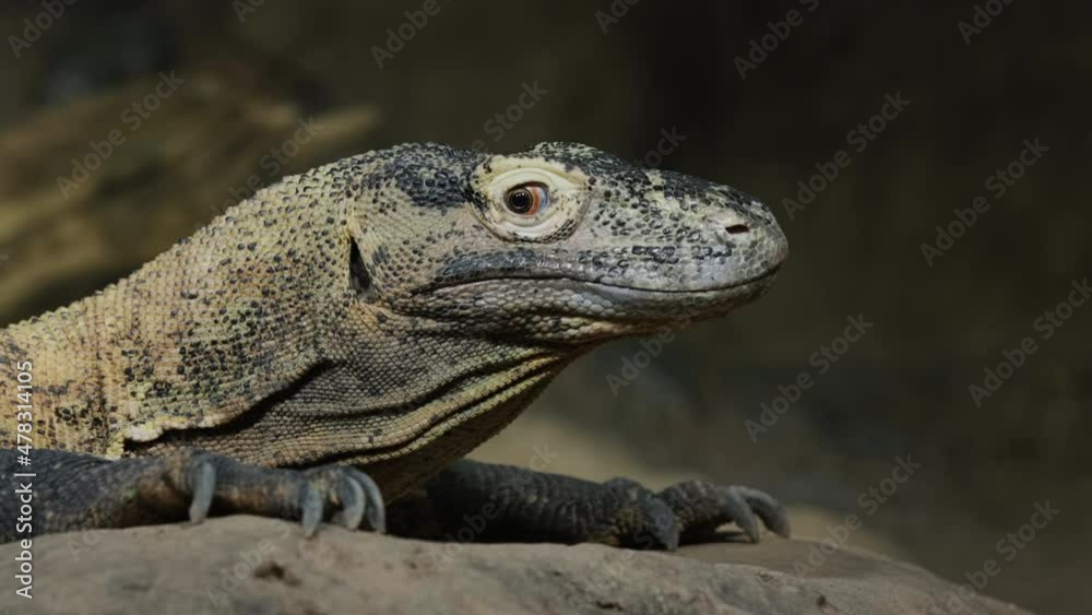 Portrait of the formidable Komodo dragon - a rare species of animals Portrait of the formidable Komodo dragon - a rare species of animals