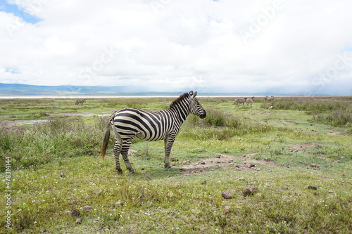 A Zebra in the Ngorongoro Crater National Park  Conservation Area