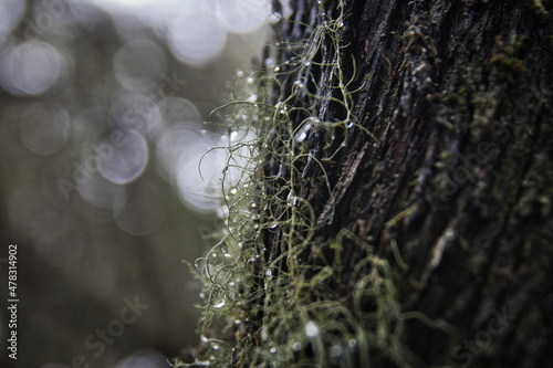 Anaga Rural Park Tenerife, laurel forest in the fog in December photo