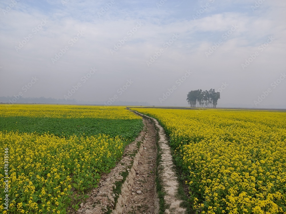 field of rapeseed