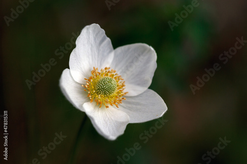 Wild white anemones blooming in spring in the forest