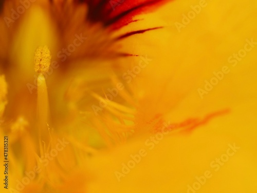 Close-up of a yellow orange flower with details in the inside.