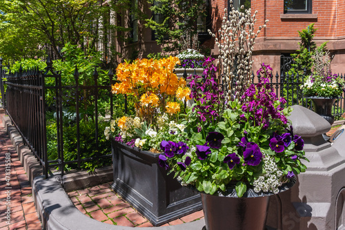 Pots of flowers near the front garden of a house on an old street in Boston. Orange rhododendrons, colorful spring flowers decorated with willow branches for Easter
