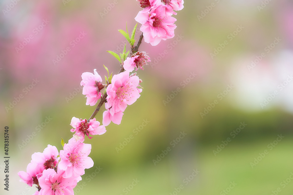 Fototapeta premium クローズアップした満開の桃の花（ハナモモ）の素材
