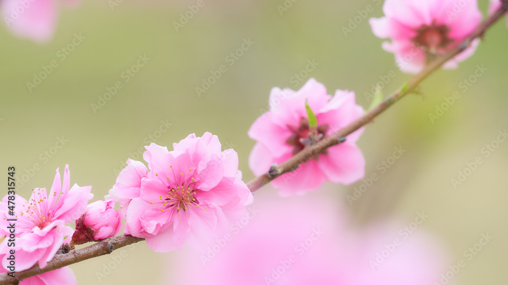 クローズアップした満開の桃の花（ハナモモ）の素材