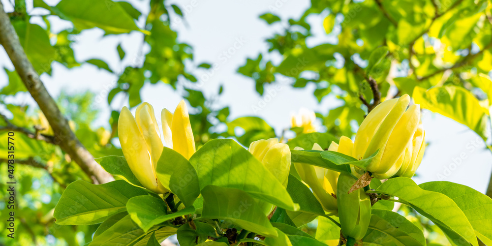 Obraz premium Blooming yellow magnolia flowers on a beautiful orchard. Spring blossom background art with yellow blossom. Nature scene on Easter sunny day. Spring magnolia flowers. Abstract blurred background.