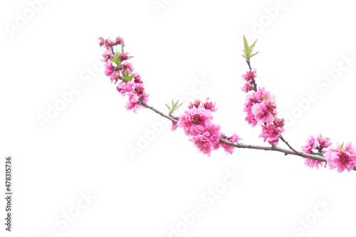 白背景のクローズアップした満開の桃の花（ハナモモ）の素材 © sora_nus