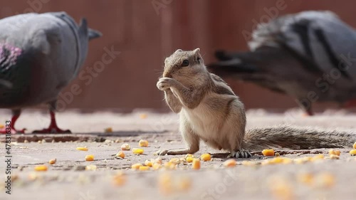 Indian palm squirrel or three-striped palm squirrel (Funambulus palmarum) is a species of rodent in the family Sciuridae found naturally in India (south of the Vindhyas) and Sri Lanka. photo