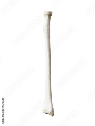 3d rendered illustration of the radius