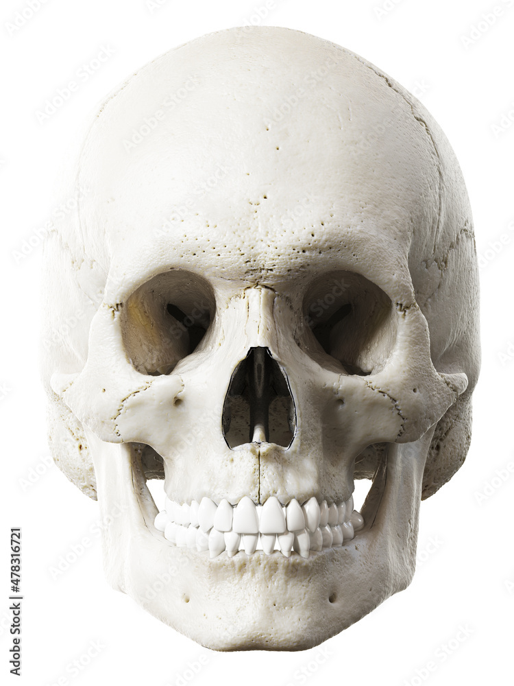 Obraz premium 3d rendered illustration of the skull