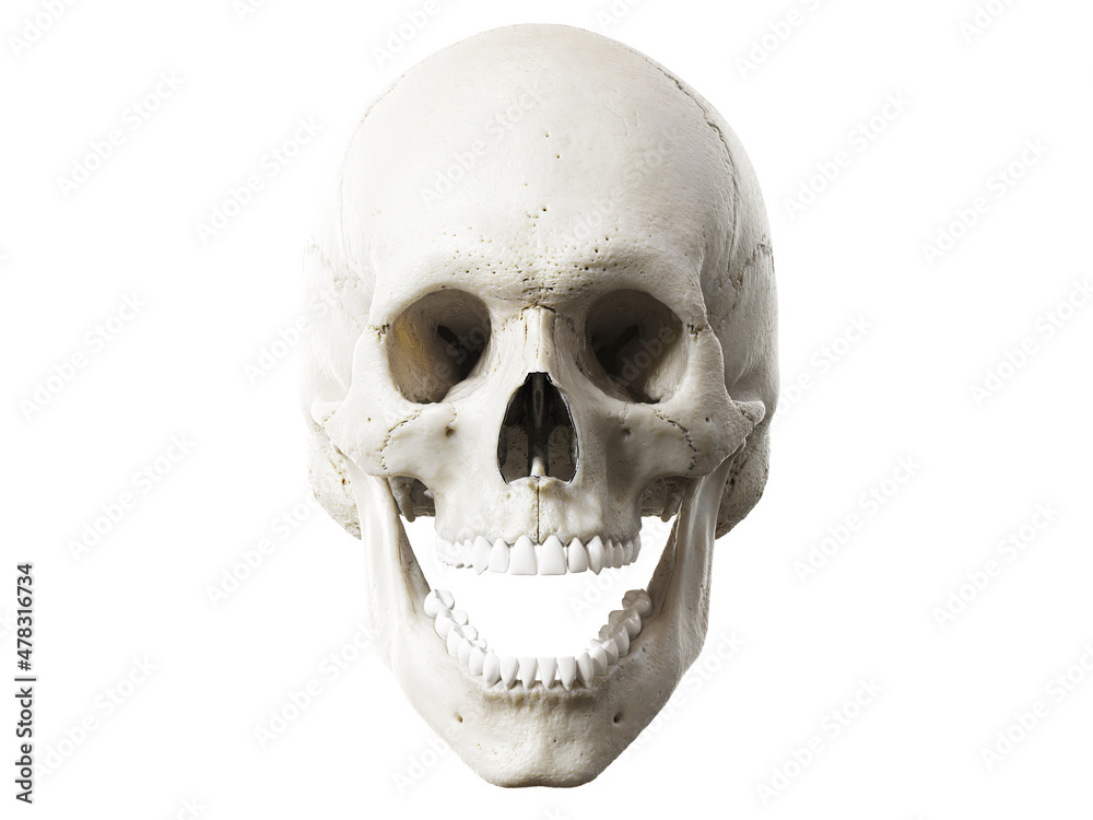 3d rendered illustration of the skull 3d rendered illustration of the skull