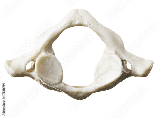Fotografie 3d rendered illustration of the atlas vertebrae