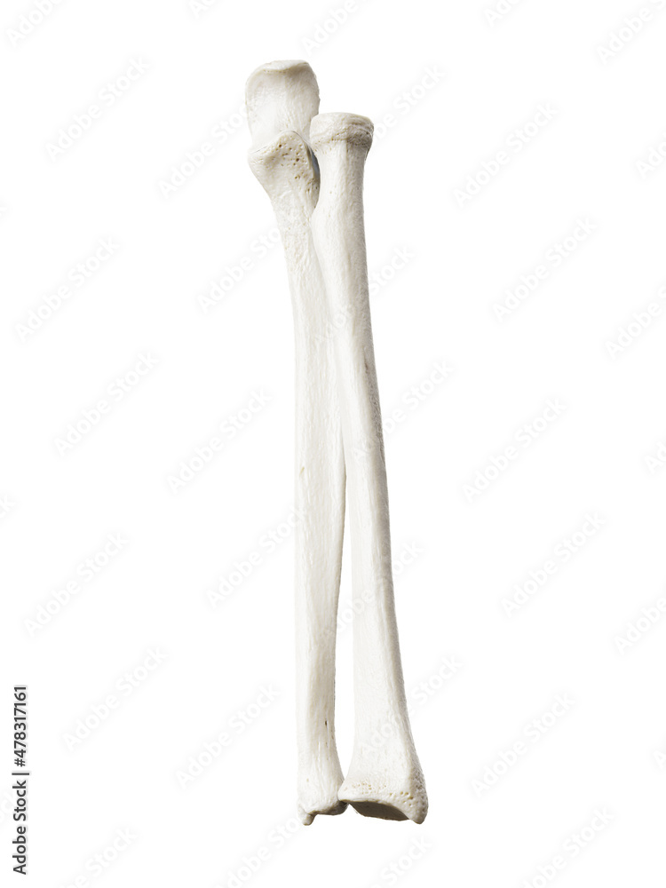 3d rendered illustration of the ulna and radius