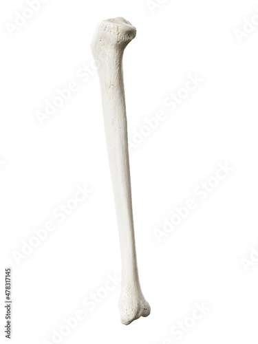 Canvastavla 3d rendered illustration of the tibia