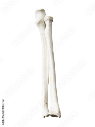3d rendered illustration of the ulna and radius