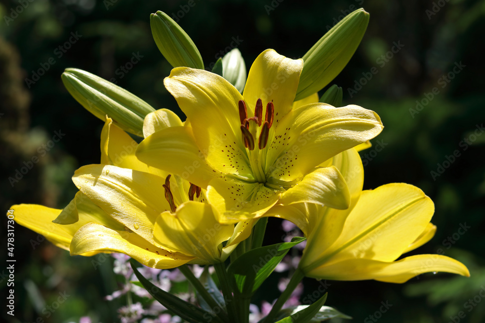 Bouquet of yellow Lily flowers. Close-up of a yellow Lily. Lilium. Beautiful yellow Asiatic Lily opened. Lilies blooming close up. Flower on a green background. Photo in the natural environment. Bouquet of yellow Lily flowers. Close-up of a yellow Lily. Lilium. Beautiful yellow Asiatic Lily opened. Lilies blooming close up. Flower on a green background. Photo in the natural environment.