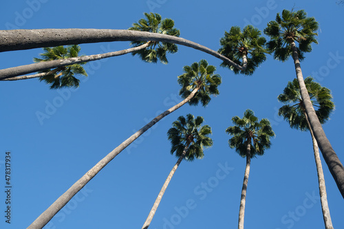 Looking up at palm trees in the park under a blue sky