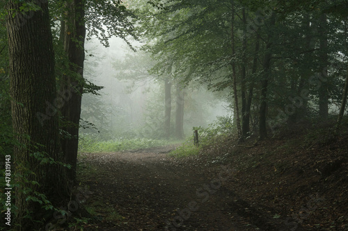 Fototapeta Naklejka Na Ścianę i Meble -  beeches at an avenue in nature area Kruisbergse Bossen on a misty day in autumn