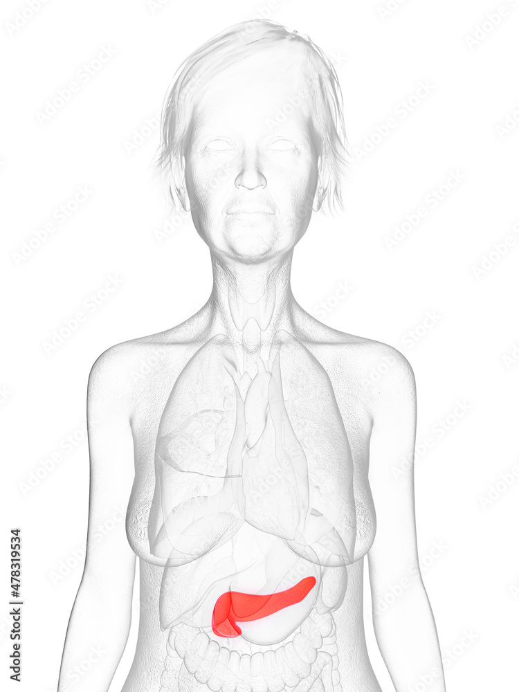 Fototapeta premium 3d rendered medically accurate illustration of an elder females pancreas