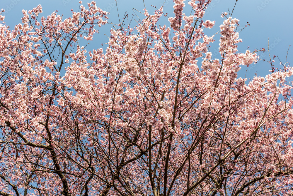 Cherry blossoms, pink sakura flowers on a branch at sunny day in Japan