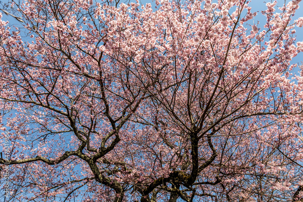 Cherry blossoms, pink sakura flowers on a branch at sunny day in Japan Cherry blossoms, pink sakura flowers on a branch at sunny day in Japan