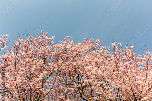 Cherry blossoms, pink sakura flowers on a branch at sunny day in Japan