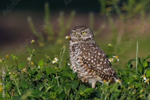 Burrowing Owl in a field