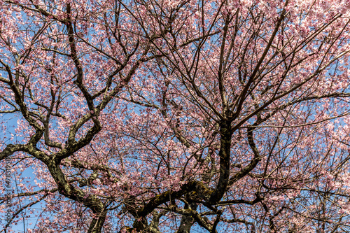 Cherry blossoms, pink sakura flowers on a branch at sunny day in Japan