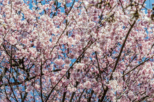 Cherry blossoms, pink sakura flowers on a branch at sunny day in Japan