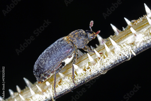 Dermestes undulatus is a species of carpet beetle in the family Dermestidae. Beetle on dead fish. photo