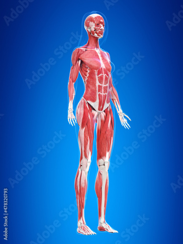 3d rendered illustration of the female muscle system