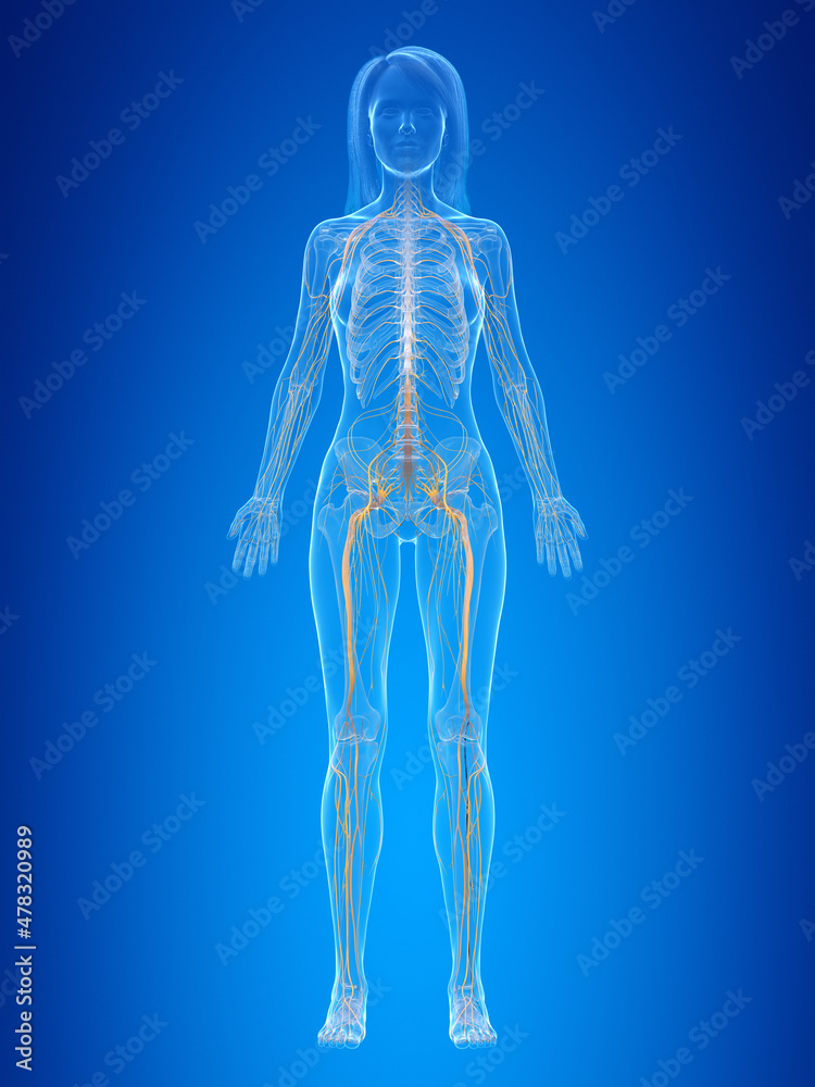 3d rendered illustration of the female nervous system 3d rendered illustration of the female nervous system