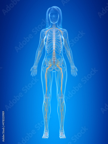 3d rendered illustration of the female nervous system © Sebastian Kaulitzki