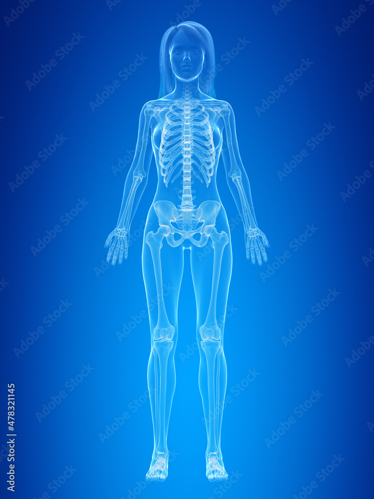 3d rendered illustration of the female skeleton 3d rendered illustration of the female skeleton