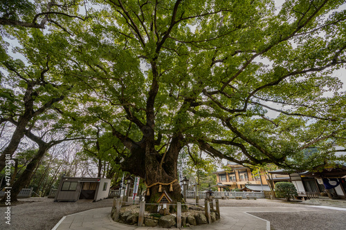 大麻比古神社 - 大楠