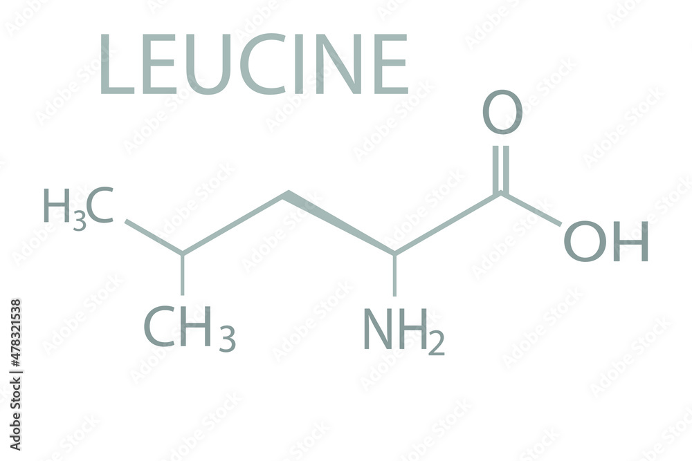 Leucine molecular skeletal chemical formula. Leucine molecular skeletal chemical formula.